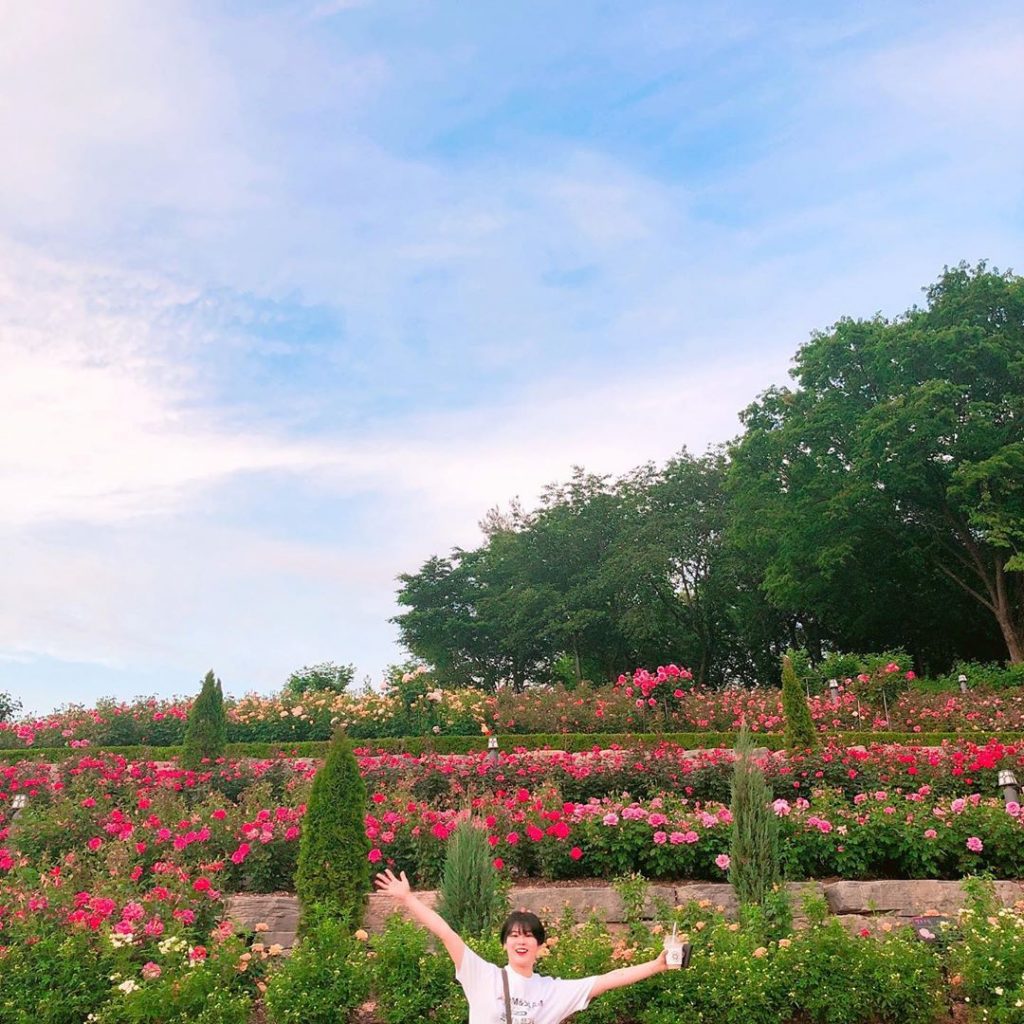 Lễ hội hoa hồng ở công viên Dodang, Bucheon - 도당그린공원 백만송이장미원