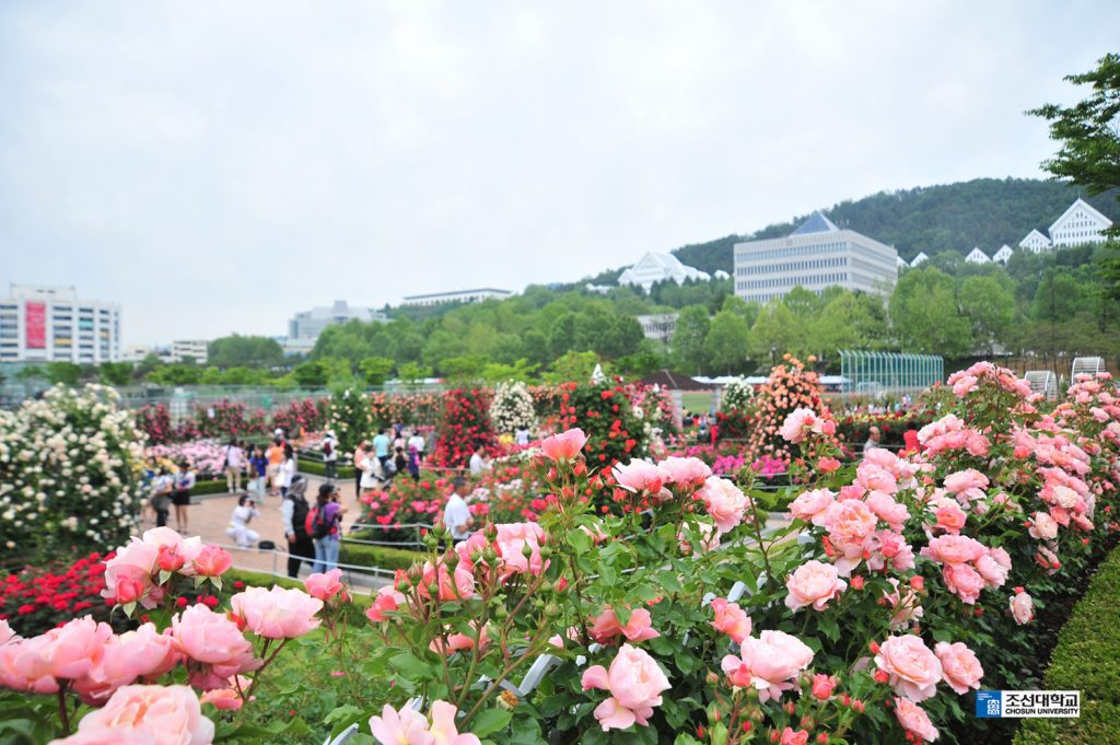 Vườn hồng đại học Chosun, Gwangju - 조선대학교 장미원