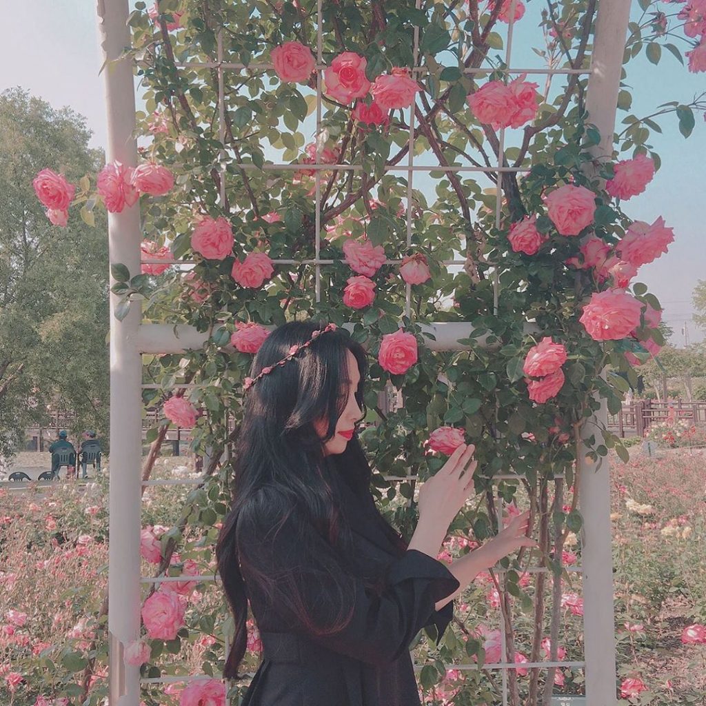 Lễ hội hoa hồng quốc tế ở Gokseong, Jeonnam - 곡성세계장미축제