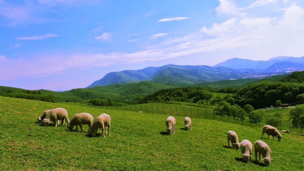 Trang trại cừu Daegwallyeong (대관령 양떼목장)