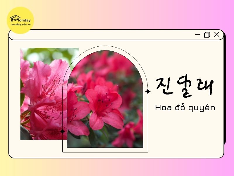 Ý nghĩa hoa đỗ quyên ở Hàn Quốc