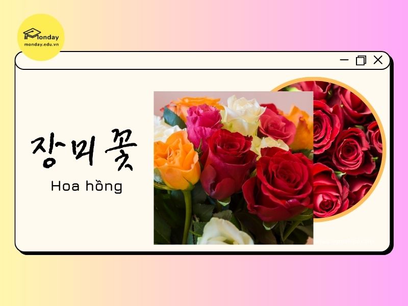 Ý nghĩa hoa hồng ở Hàn Quốc