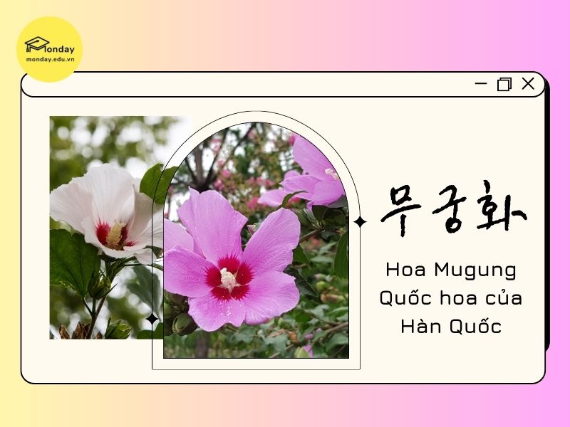 Ý nghĩa hoa Mugung ở Hàn Quốc