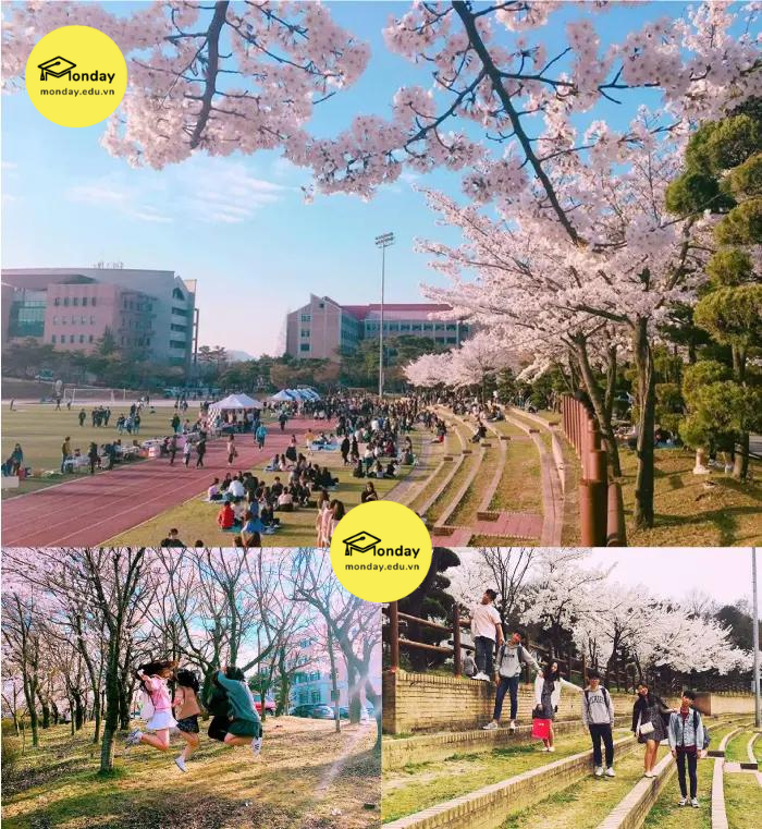 Trường Đại học Mokwon vào mùa xuân với hoa anh đào vô cùng đẹp và thơ mộng