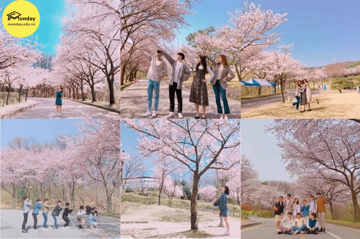 Sinh viên checkin trong khuôn viên thơ mộng vào mùa xuân tại Đại học Myongji