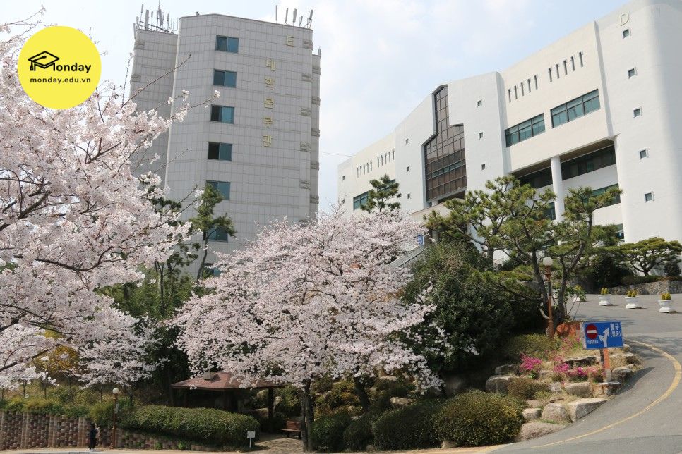 Mùa hoa anh đào tại Đại học Busan Catholic