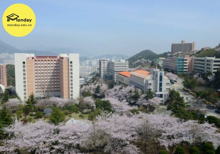 Trường đào tạo ngành Hàn Quốc học - Đại học Dong-Eui
