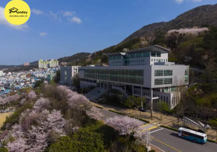 Khuôn viên Đại học Dongseo khi mùa xuân đến